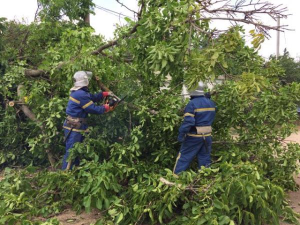 Новина На Кіровоградщині рятувальники тричі розпилювали аварійні дерева Ранкове місто. Кропивницький