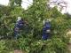 На Кіровоградщині рятувальники тричі розпилювали аварійні дерева
