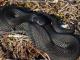Троє дітей на Прикарпатті потрапили до реанімації через укуси змії