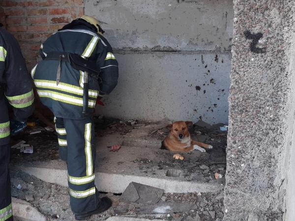 Новина Кіровоградщина: В райцентрі у підвалі застряг рудий собака Ранкове місто. Кропивницький