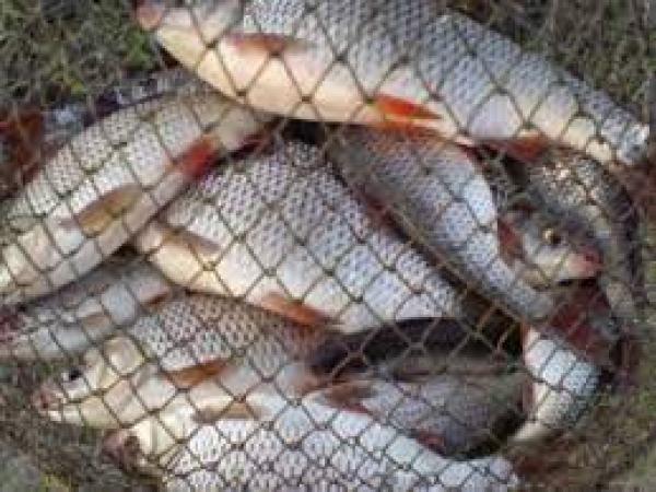 Новина На Кам’янському водосховищі затримали браконьєрів з рибою Ранкове місто. Кропивницький