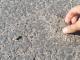 Кіровоградщина: Знам’янську об’їзну дорогу, за 140 мільйонів, можна розрити пальцями (ВІДЕО)