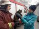 Кіровоградщина: У Світловодську рятувальники зняли кота з дерева