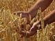 Жнива-2019: В Україні зібрано 70% зерна