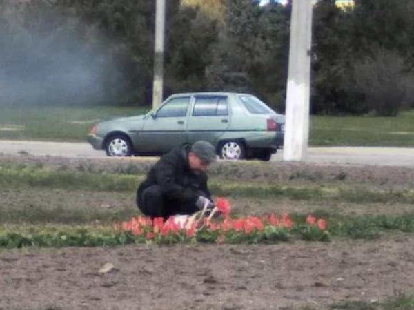 Новина У Кропивницькому біля аеропорту застукали любителя «нічийних» тюльпанів (ФОТО) Ранкове місто. Кропивницький