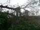 Кропивницький: На Балашовці після вітру на будинок впала гілка