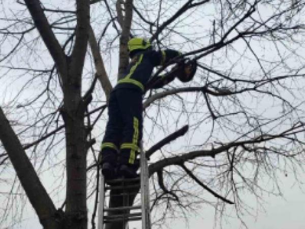 Новина Кіровоградщина: Олександрійським рятувальникам довелося знімати кота з високого дерева Ранкове місто. Кропивницький