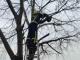 Кіровоградщина: Олександрійським рятувальникам довелося знімати кота з високого дерева