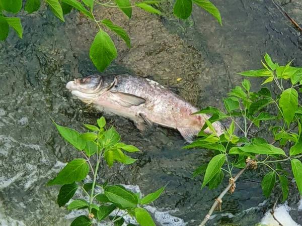 Новина Кропивницький: Біля Міського саду плаває загибла риба (ФОТО) Ранкове місто. Кропивницький