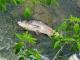 Кропивницький: Біля Міського саду плаває загибла риба (ФОТО)