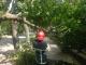 Кіровоградська область: Рятувальники спиляли аварійні дерева