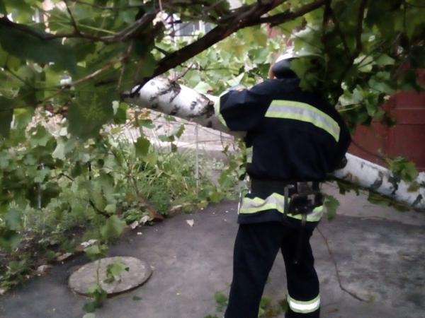 Новина Кіровоградська область: Рятувальники двічі розпилювали аварійні дерева Ранкове місто. Кропивницький