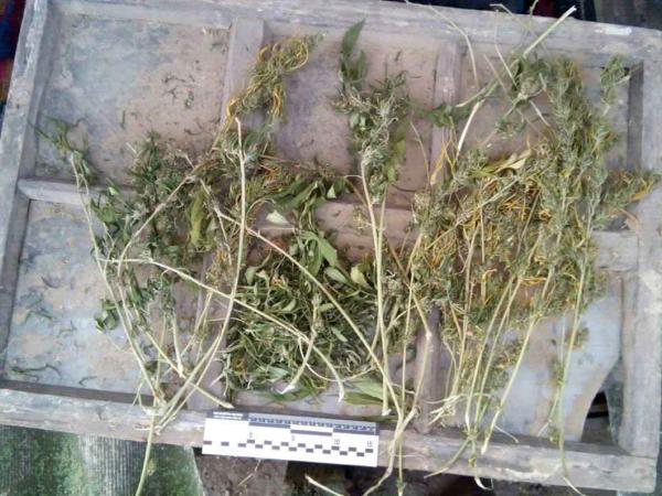 Новина Поліцейські знайшли у жителя Кіровоградщини нарковмісні рослини Ранкове місто. Кропивницький