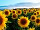 Весняна посівна-2021: Скільки засіяли соняшника в Україні?