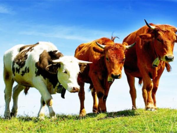 Новина На Кіровоградщині у поточному році зменшилася кількість рогатої худоби Ранкове місто. Кропивницький