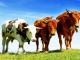 На Кіровоградщині у поточному році зменшилася кількість рогатої худоби