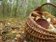 На Кіровоградщині восьмидесятирічний грибник заблукав у лісі