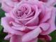 В Крыму выбрали самую волшебную розу (фото)
