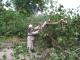 Через шквальні вітри і грози на Кіровоградщині ломаються дерева