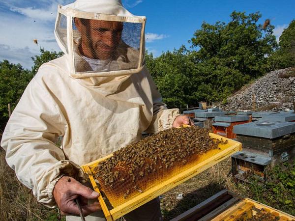 Новина Мешканці Кіровоградщини можуть безкоштовно навчитися бджільництву Ранкове місто. Кропивницький