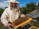 Мешканці Кіровоградщини можуть безкоштовно навчитися бджільництву