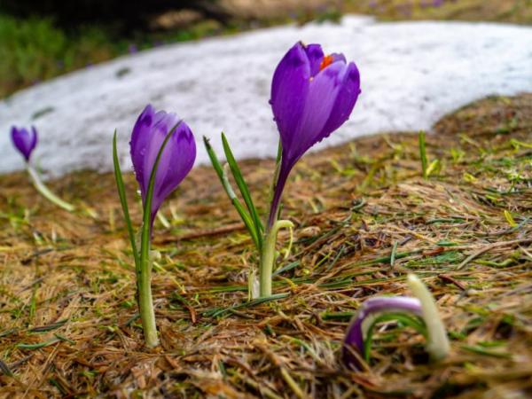 Новина Прогноз погоди на 1 березня: у Кропивницькому очікується вночі морозно, а вдень тепло Ранкове місто. Кропивницький