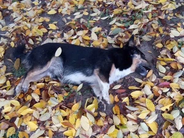Новина Кропивницький: Невідомі застрелили двох собак (ФОТО) Ранкове місто. Кропивницький