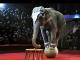 Україна гуманна. Навіщо відмовлятись від використання тварин в цирках?