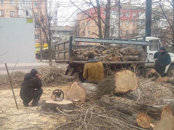 Новина Громадській організації потрібен юрист, який захищатиме дерева у Кропивницькому Ранкове місто. Кропивницький