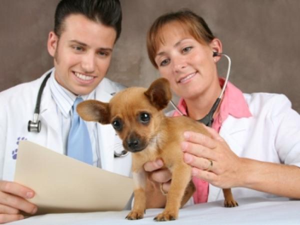 Новина На Кіровоградщині є вакансії для фельдшерів ветеринарної медицини Ранкове місто. Кропивницький