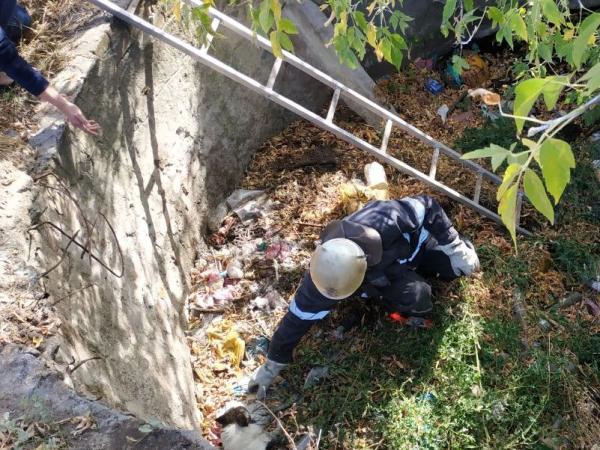 Новина Устинівка: Рятувальники дістали песика з ями Ранкове місто. Кропивницький