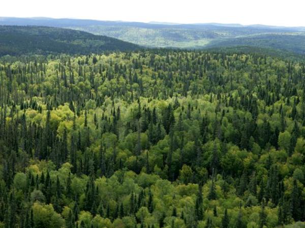 Новина В Україні вперше проведуть Національну інвентаризацію лісів Ранкове місто. Кропивницький