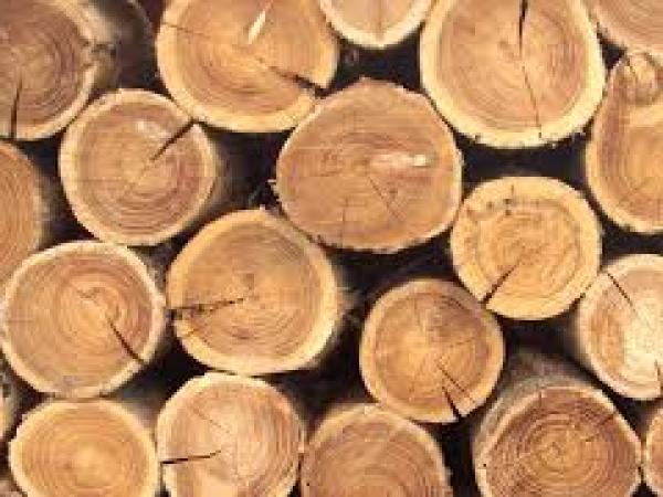 Новина У Новоукраїнському районі чорні лісоруби знищили дерев на півтора мільйона гривень Ранкове місто. Кропивницький