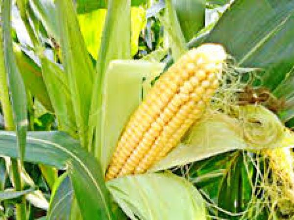 Новина Посівна-2019: В Україні посіяно 3,6 мільйонів га кукурудзи Ранкове місто. Кропивницький
