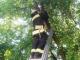 На Кіровоградщині трирічний хлопчик видерся на дерево (ФОТО)