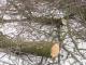 Кропивницький: Біля Станції юних техніків нещадно гублять дерева (ФОТО)