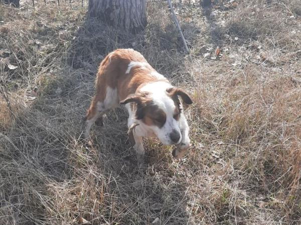 Новина Кропивницькі рятувальники визволили собаку з ями Ранкове місто. Кропивницький