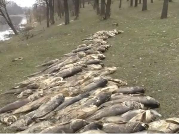 Новина Кіровоградщина: Встановлено фактори, які могли призвести до загибелі риби в Олександрії Ранкове місто. Кропивницький