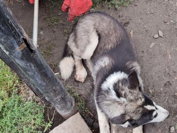 Новина Кіровоградщина: У Новоукраїнці пес, схожий на хаскі, застряг у паркані Ранкове місто. Кропивницький