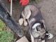 Кіровоградщина: У Новоукраїнці пес, схожий на хаскі, застряг у паркані