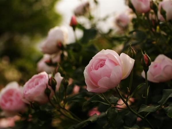 Новина Кіровоградщина: Дві любительки квітів спокусилися молодими трояндами (ФОТО) Ранкове місто. Кропивницький