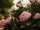 Кіровоградщина: Дві любительки квітів спокусилися молодими трояндами (ФОТО)