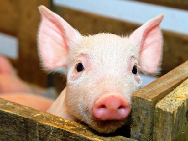Новина В Кіровоградській області виявили африканську чуму свиней Ранкове місто. Кропивницький