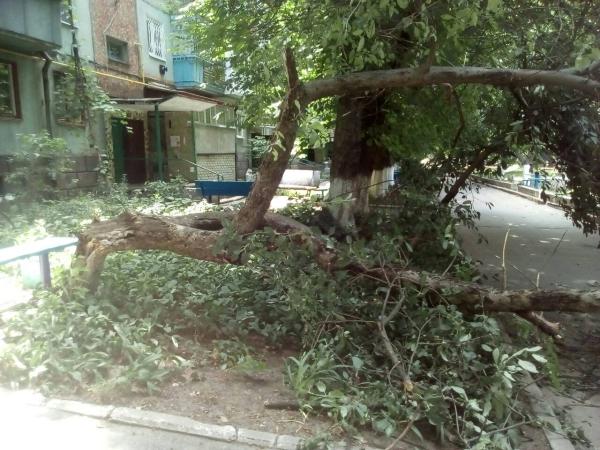 Новина На минулих вихідних у місті повалилось три аварійні дерева (ФОТО) Ранкове місто. Кропивницький