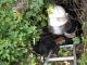 Кіровоградщина: Собака потрапив до покинутого погріба (ФОТО)