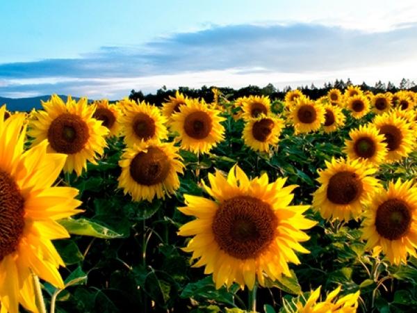 Новина Кіровоградщина: Аграрії вже сіють соняшник Ранкове місто. Кропивницький