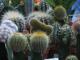 В Одессе покажут уникальные кактусы