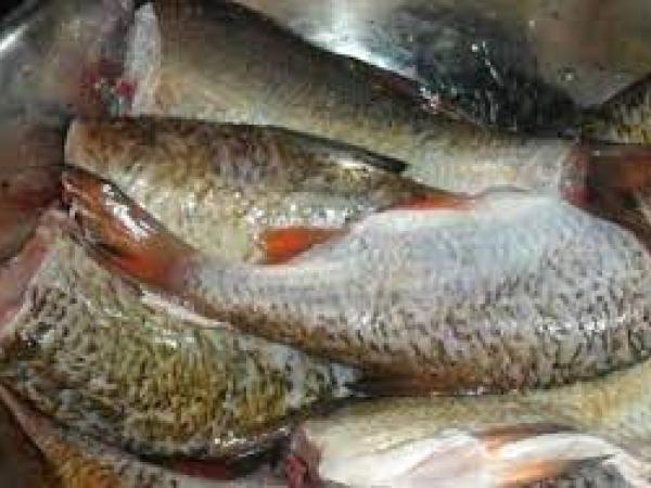 Новина В Україні збільшилося виробництво готових продуктів і консервів з риби Ранкове місто. Кропивницький