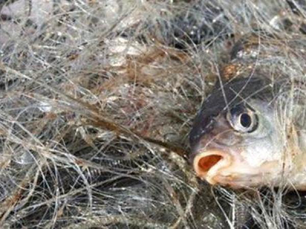 Новина На Кременчуцькому водосховищі виявили браконьєрів зі стома кілограмами риби Ранкове місто. Кропивницький