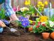 Безробітних Кіровоградщини запрошують безкоштовно стати квітникарями